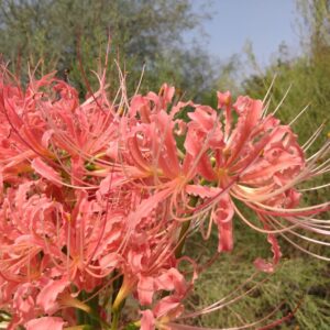 Lycoris Blushing Lady