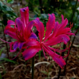 Lycoris Flaming Dragon