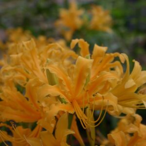 Lycoris AUREA / TRAUBII (Japanese)