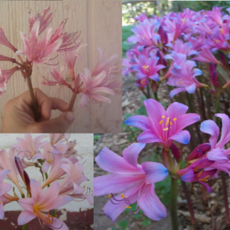 HARDY LYCORIS MIX  (Spring Foliage)
