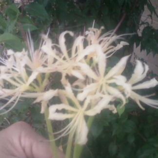 Lycoris Shaanxiensis?