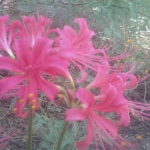 Lycoris Rosea