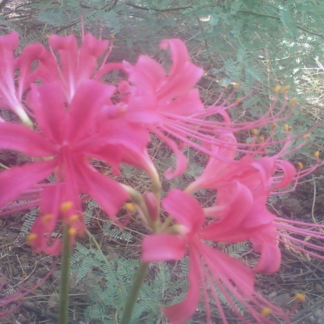 Lycoris Rosea