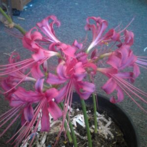 Lycoris Straminea