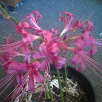 Lycoris Straminea