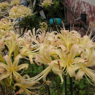 Lycoris Albiflora