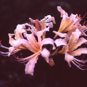 Lycoris BRAVO Japan (May Ship)