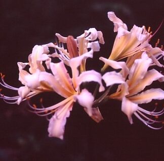 Lycoris BRAVO Japan (May Ship)