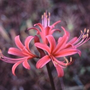 Lycoris CARMEN (May Ship)