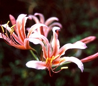 Lycoris CARNIVAL (May Ship)
