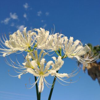 Lycoris HOUDYSHELLII