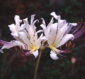 Lycoris COMANECI