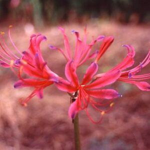Lycoris COMICAL Japan
