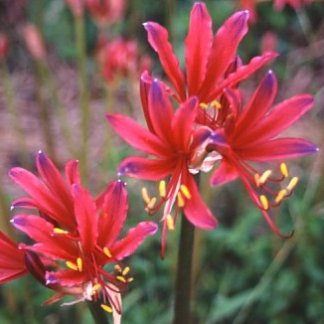 Lycoris DAIMAJIN (May Ship)