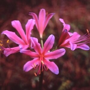 Lycoris DIANA Japan 2016