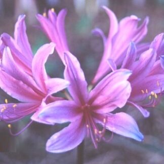 Lycoris DREAM (May Ship)