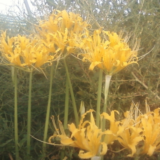 Lycoris Aurea
