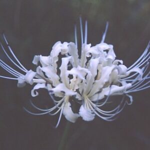 Lycoris HEYCHIN (May Ship)