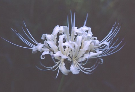 Lycoris EARLY HEYCHIN (May Ship)