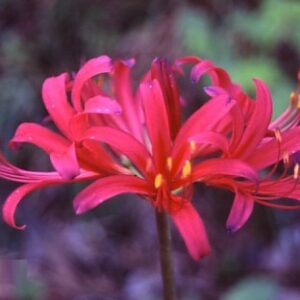 Lycoris EXCITE (May Ship)