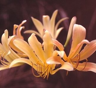 Lycoris GOLDFLAME (May Ship