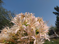 Lycoris  ELSIAE