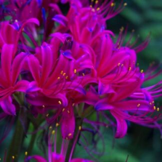 Lycoris Kagaribi