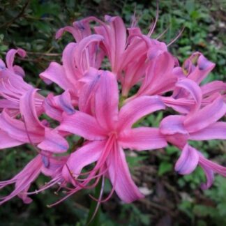 Lycoris JACKSONIANA ROSE (May)