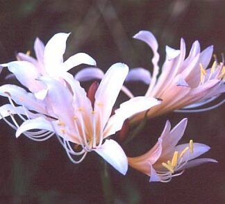 Lycoris Lady Killer