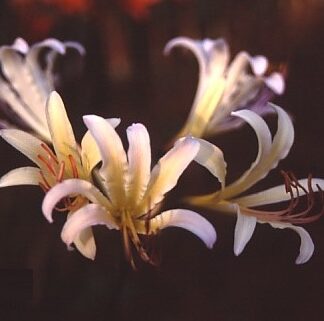Lycoris Sasuari Japan