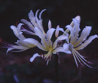 Lycoris Roman Holiday