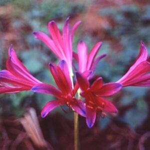 Lycoris Mystery (May 2022)