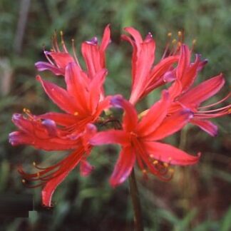 Lycoris Kifujin Japan