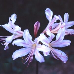 Lycoris Sharaku