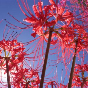 Lycoris LATE Radiata Japan 2016