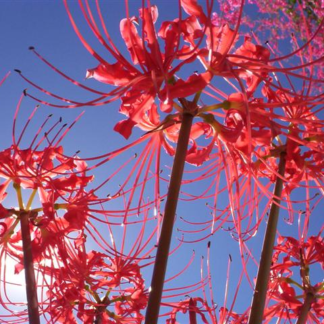 Lycoris LATE Radiata Japan 2016
