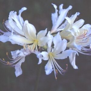 Lycoris MIYUKI Japan 2016