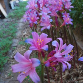 Lycoris Sprengeri - HARDY SPIDER LILY