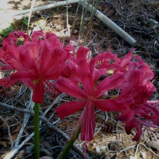 Lycoris Shisyunki (May 2022)