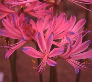 Lycoris Yon-Sama (May 2022)