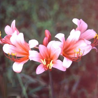 Lycoris Youkihi