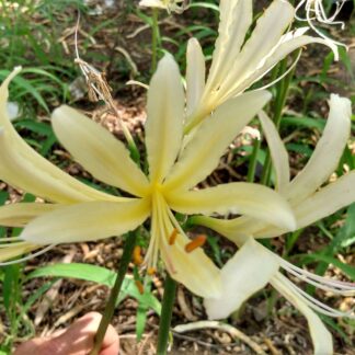Lycoris CALDWELLII