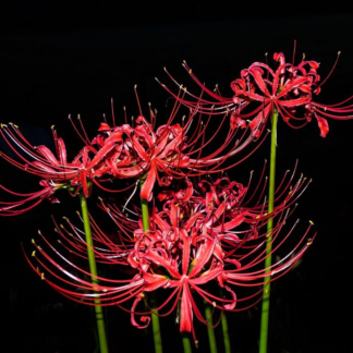 Lycoris Radiata var Pumila
