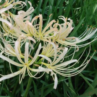 Lycoris Albiflorra Thin Petal (May)