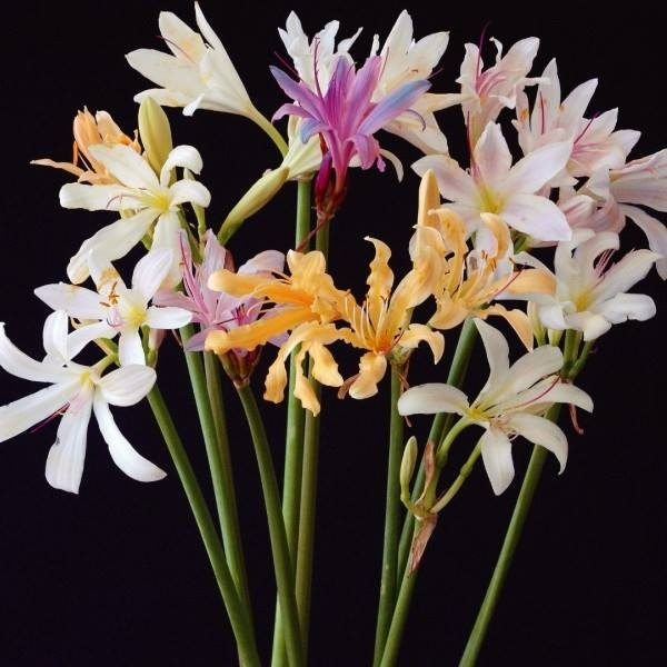 Lycoris Longituba Mix