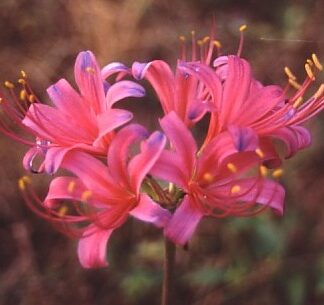 Lycoris HAYWARDII (May Ship)