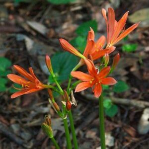 Lycoris Sanguinea - ORANGE SPIDER LILY