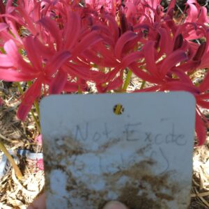 Lycoris Not-EXCITE (May Ship)
