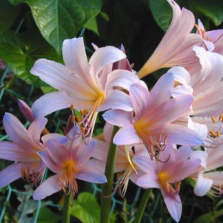 Lycoris Squamigera