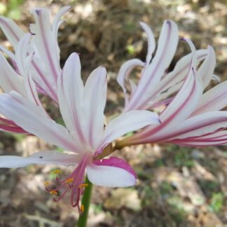 Lycoris INCARNATA